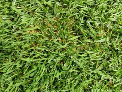 結(jié)縷草種子怎么催芽？