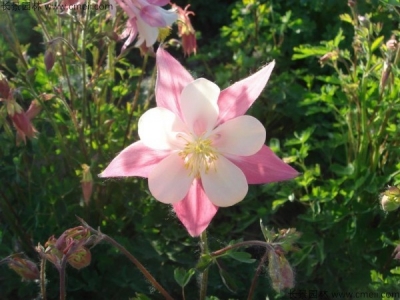 小花耬斗菜種子多少錢一斤？
