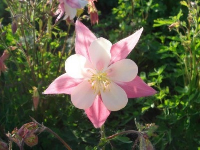 大花耬斗菜種子幾月播種最好？