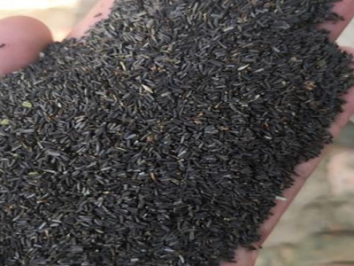 黑心菊種子什么時(shí)候成熟？