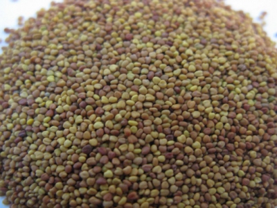 白三葉種子怎么種？