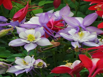 大花耬斗菜花語和寓意是什么？