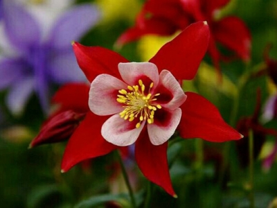 大花耬斗菜當(dāng)年種開花嗎？