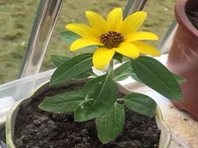 矮向日葵種子種多久開(kāi)花？