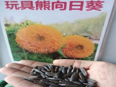 玩具熊向日葵種子生長(zhǎng)周期？