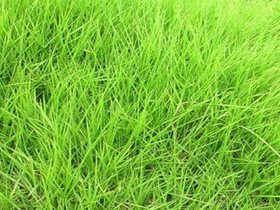 狗牙根草坪跟天鵝絨草坪的區(qū)別是什么？