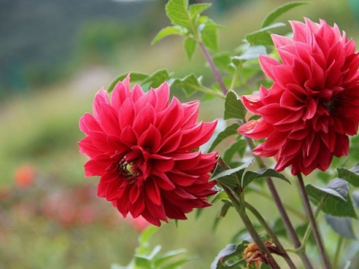 大麗花種子幾天發(fā)芽？