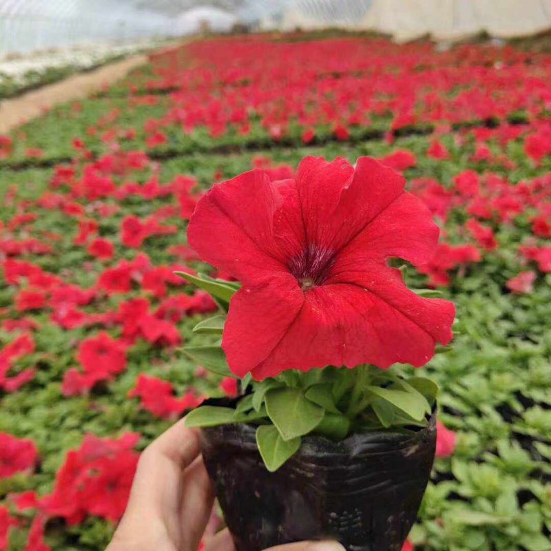 正紅大紅色矮牽?；ǘ?/>
</p>
<p style=